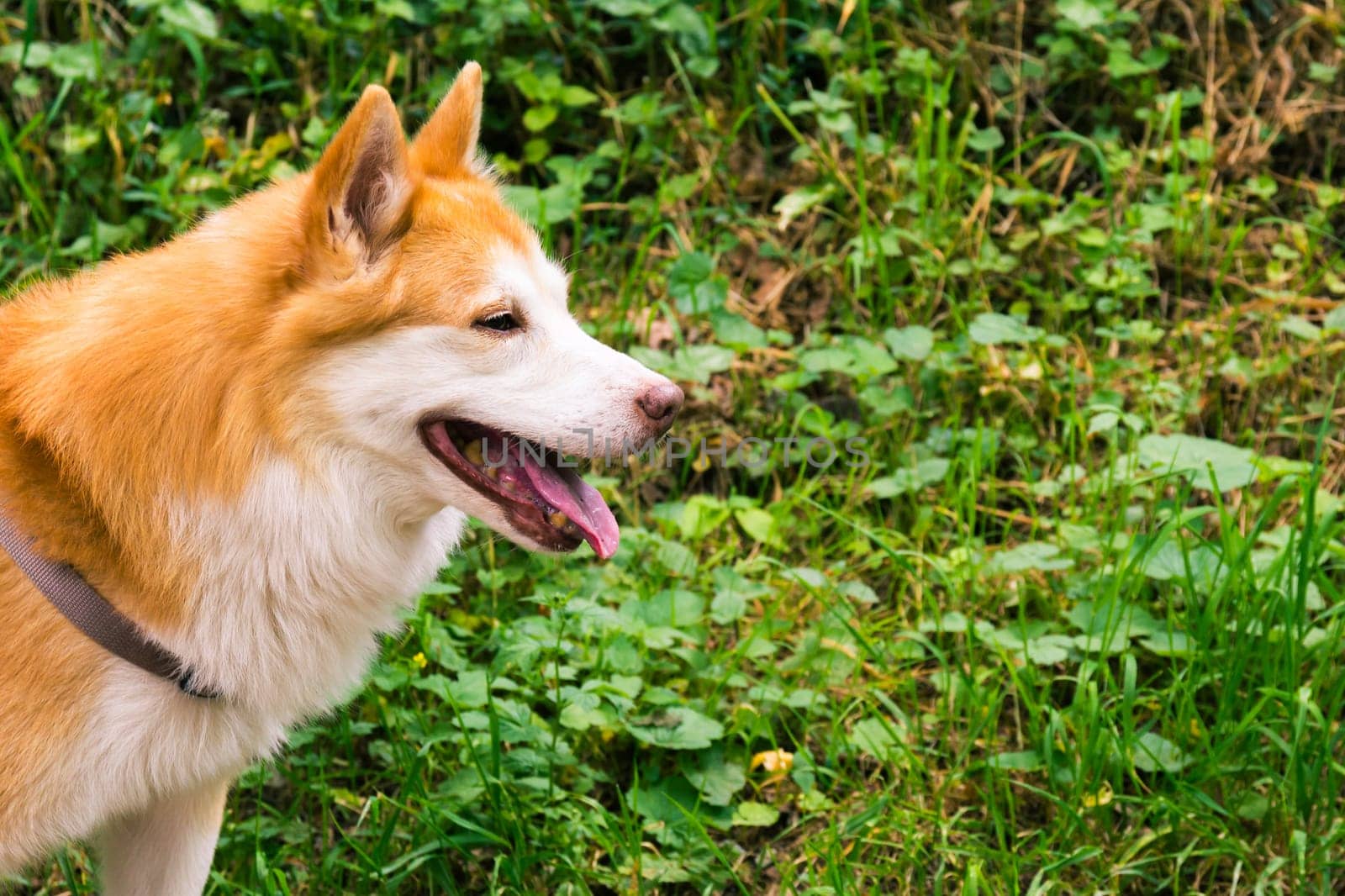 Icelandic Sheepdog Typical Home Pet Walking Around Daytime Stroll Park Happy Tongue Cute Pretty Animal