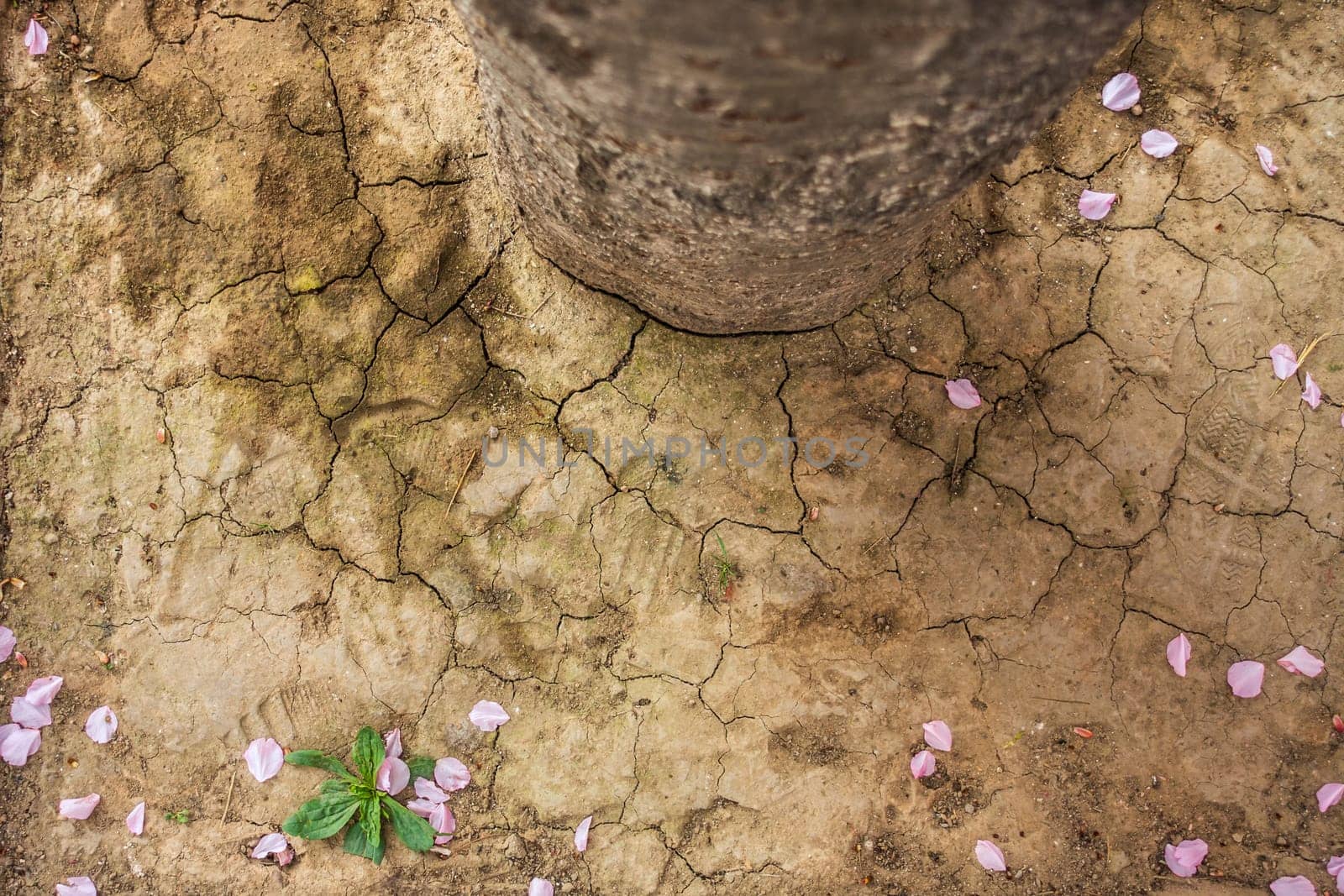 The Cracked Clay with Water Lost
