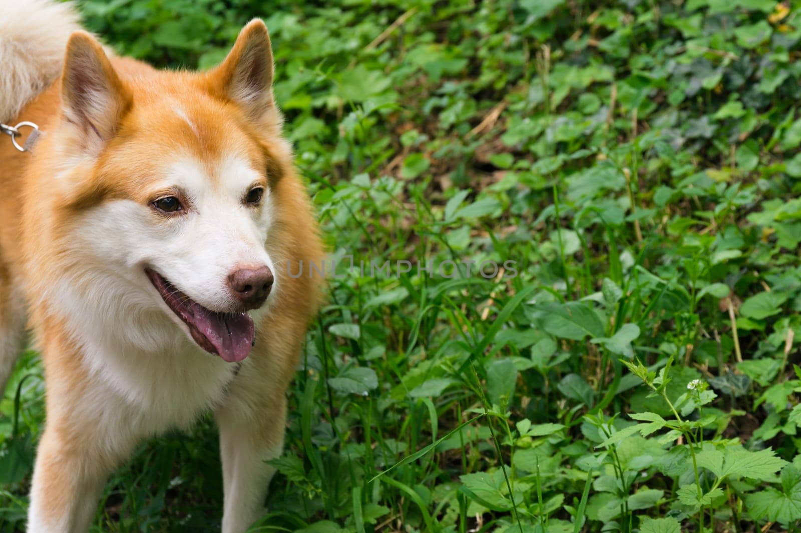Icelandic Sheepdog Typical Home Pet Walking Around Daytime Stroll Park Happy Tongue Cute Pretty Animal