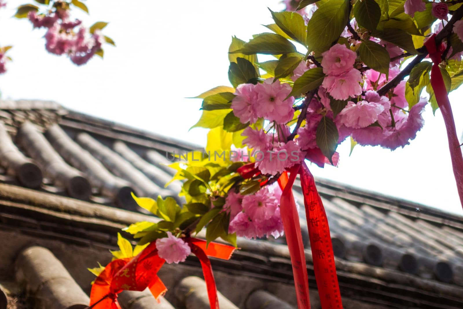 Tie Red Ropes on the Tree for Praying