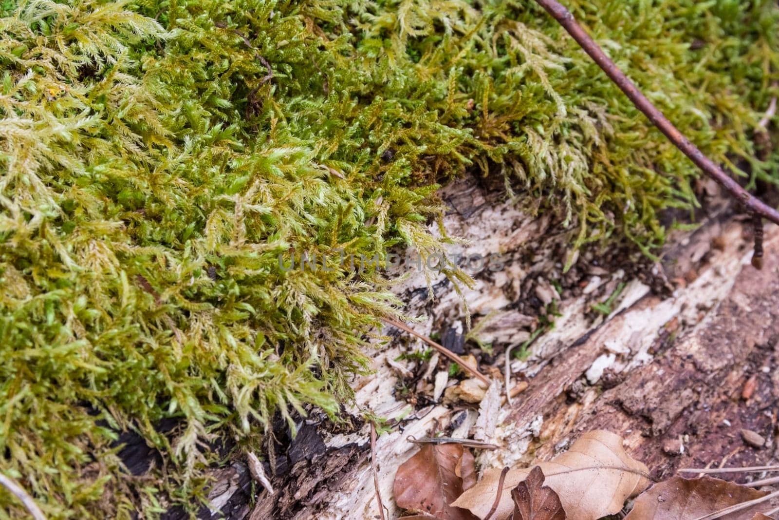 Moss on Logs Forest Wilderness Outdoors Leaves