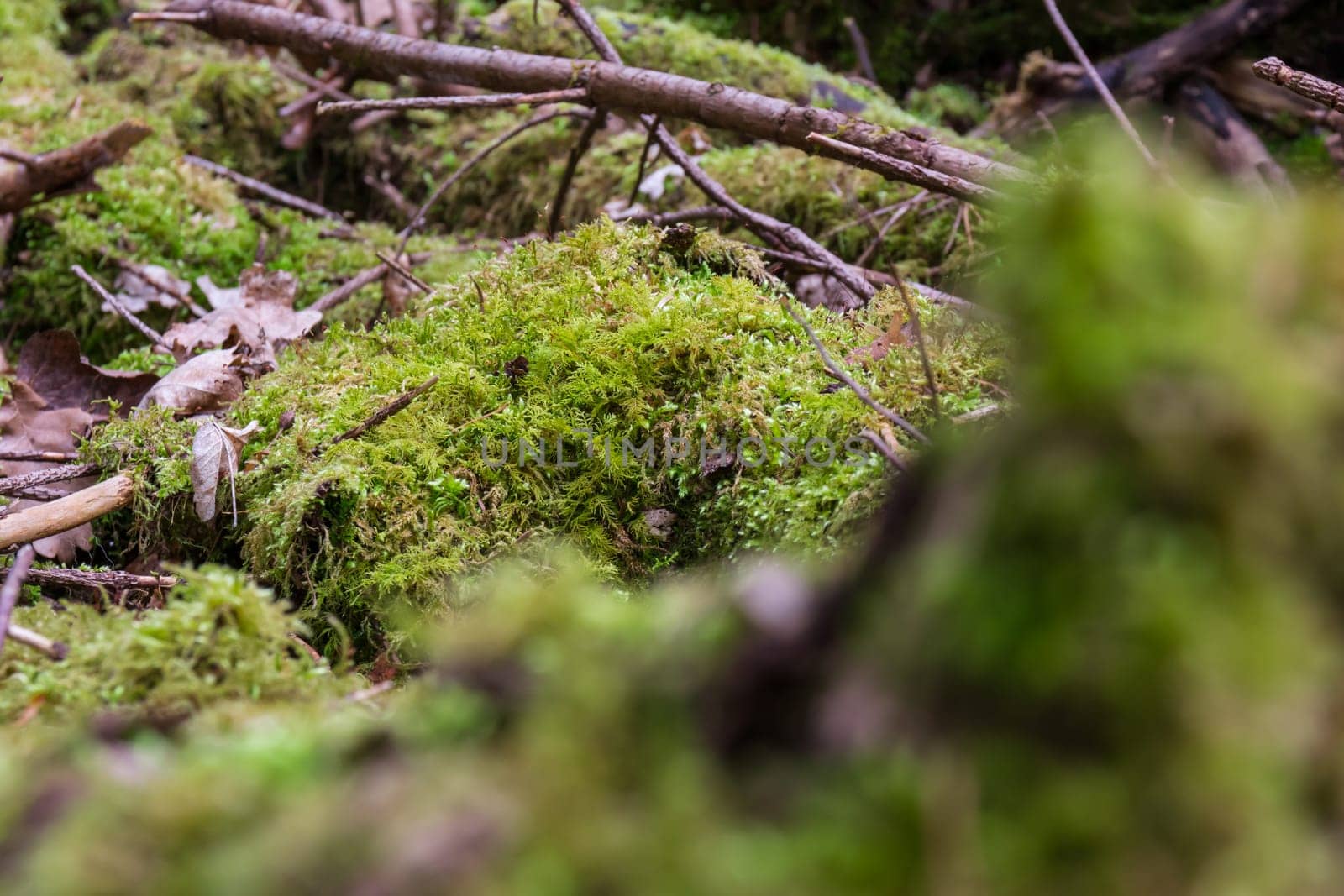 Moss on Logs Forest Wilderness Outdoors Leaves