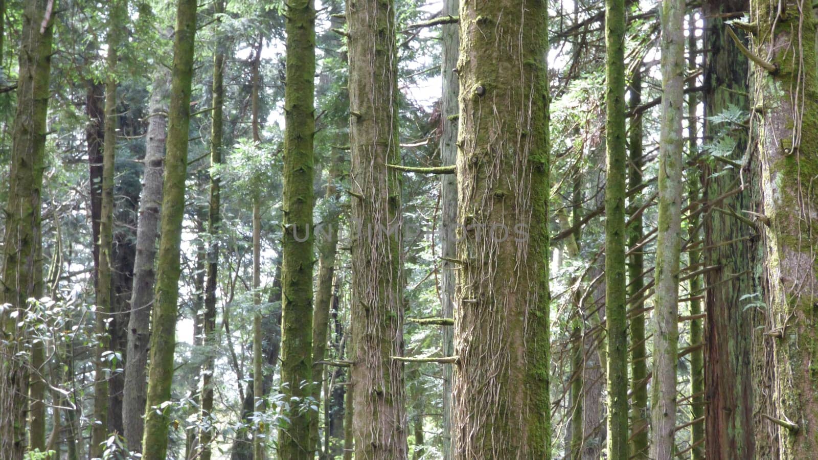 Mossy Trees Forest Dense Green Nature Environment Middle