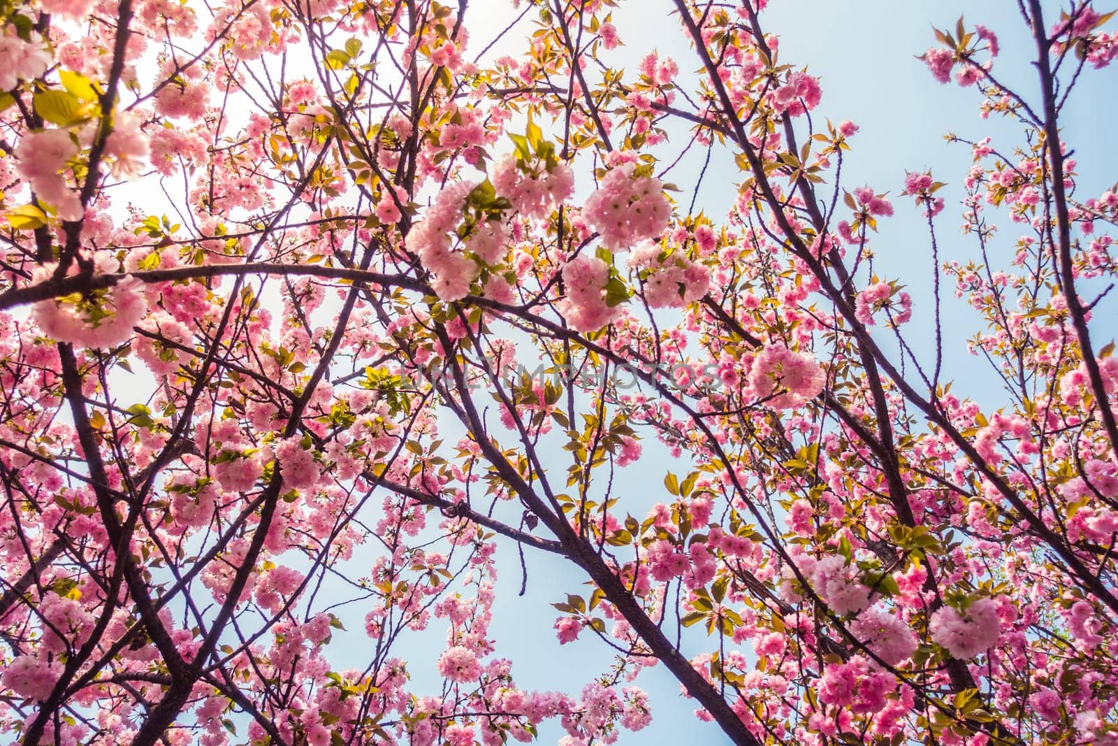A Close-up of the Oriental Cherry in China