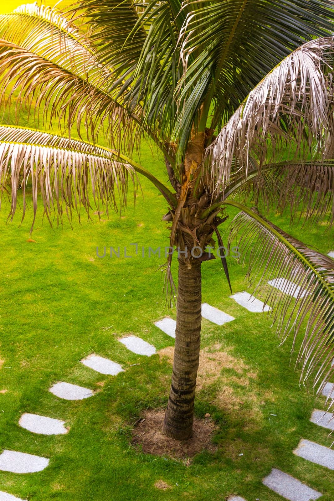 Palm Tree Path Sidewalk from Above Grassy Field