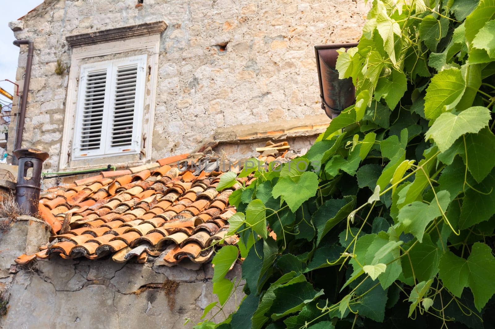 Ancient Village Detail Dubrovnik Croatia Leaves on Vine Orange Terracotta Tiles Stone Walls