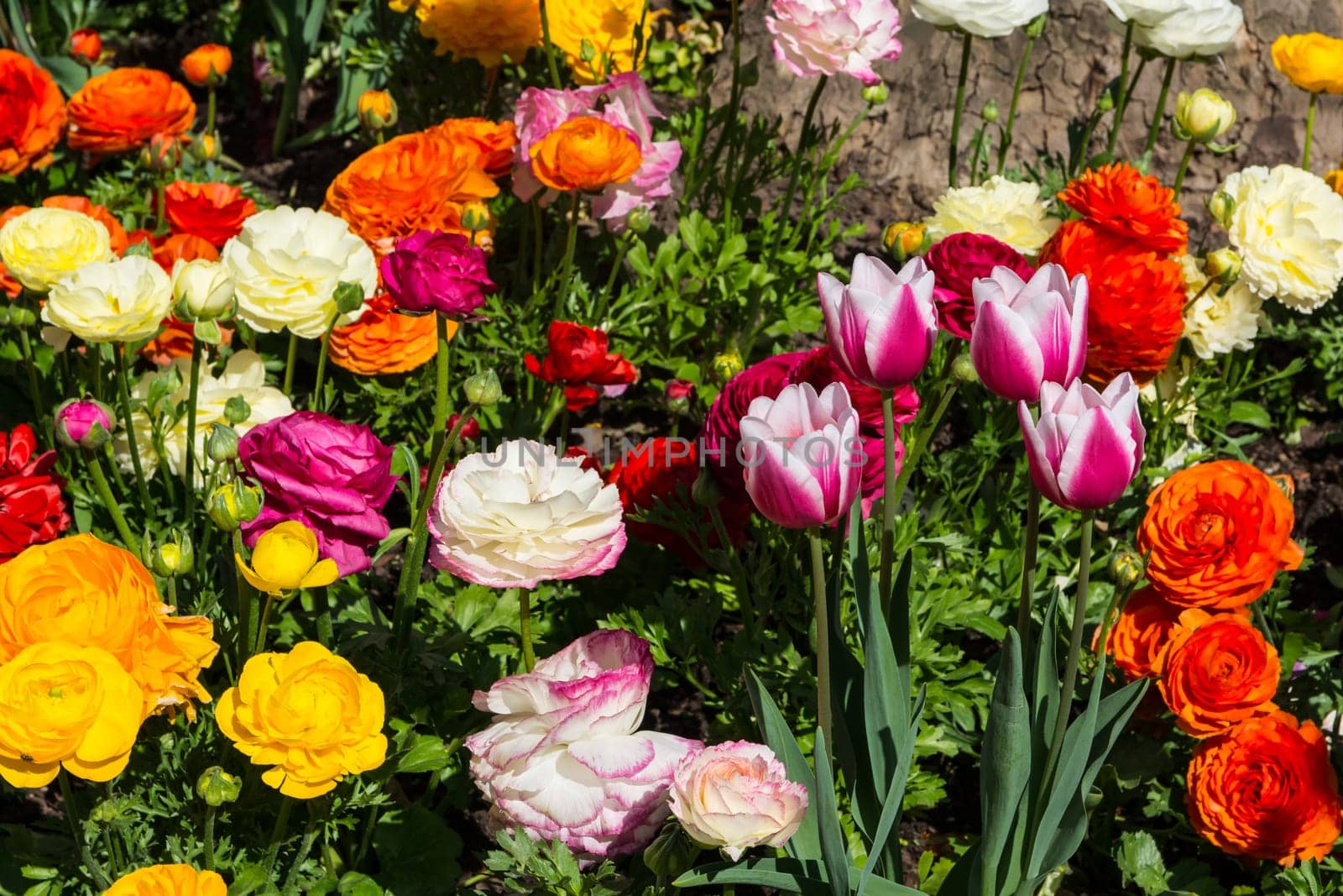 Beautiful Colorful Yellow Purple White Orange Park Flowers Garden City Landscaping