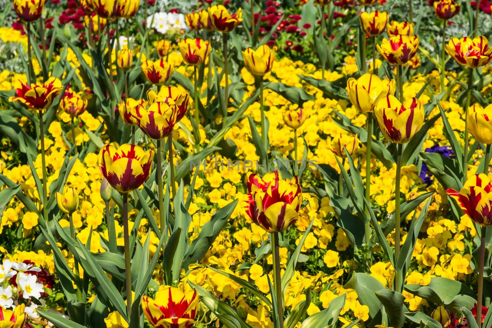 Beautiful Colorful Yellow Flowers Garden City Landscaping