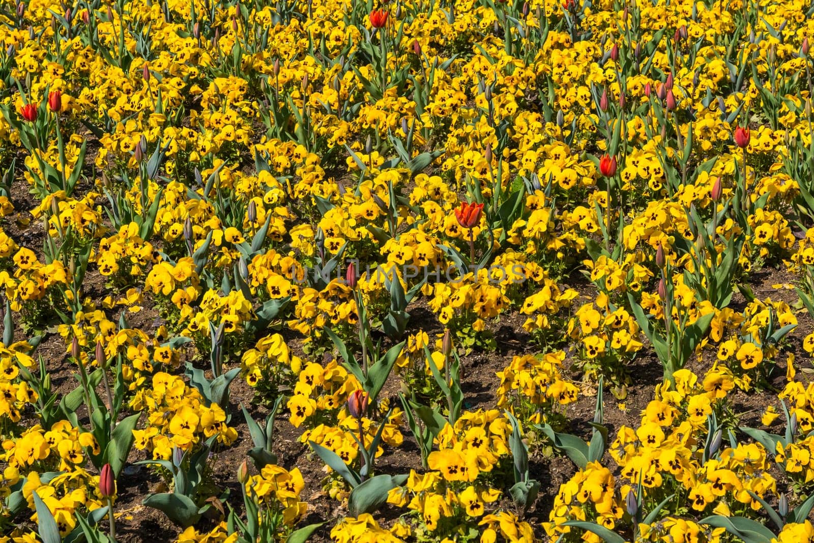 Beautiful Colorful Yellow Flowers Garden City Landscaping