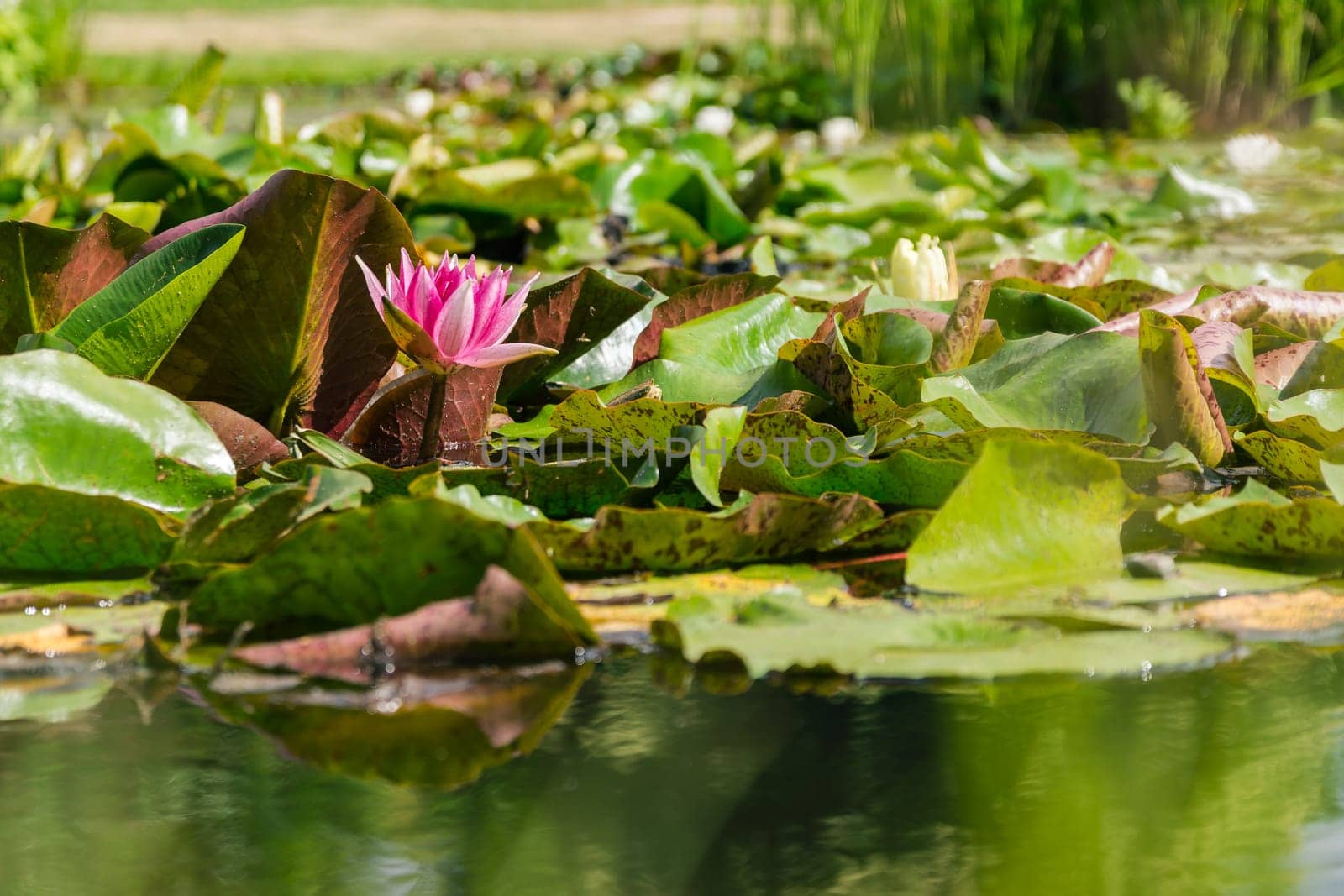 Beautiful Green Pink Lily Pad Flowers in Outdoor Park Pond Nature Closeup Relaxing