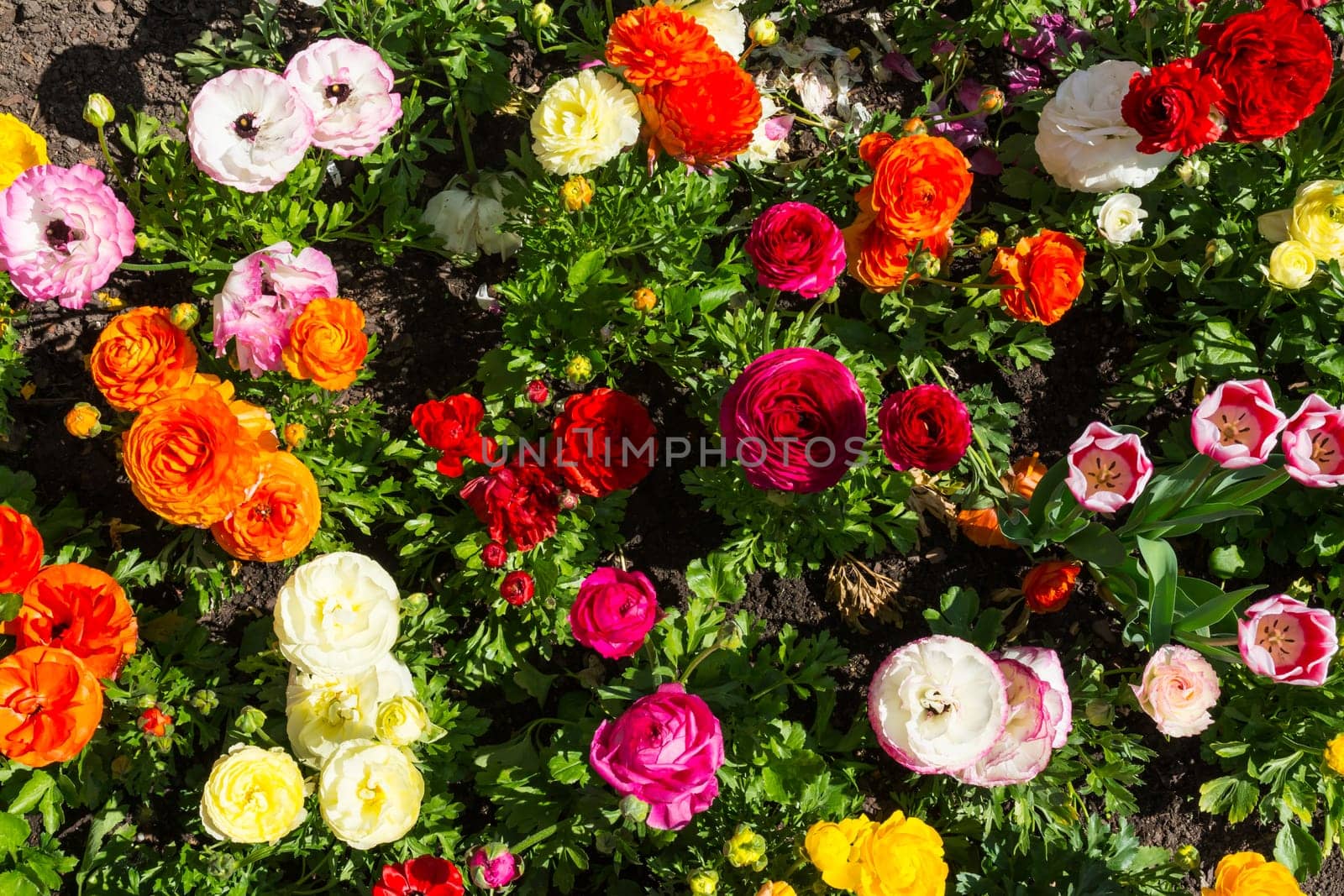 Beautiful Colorful Yellow Purple White Orange Park Flowers Garden City Landscaping