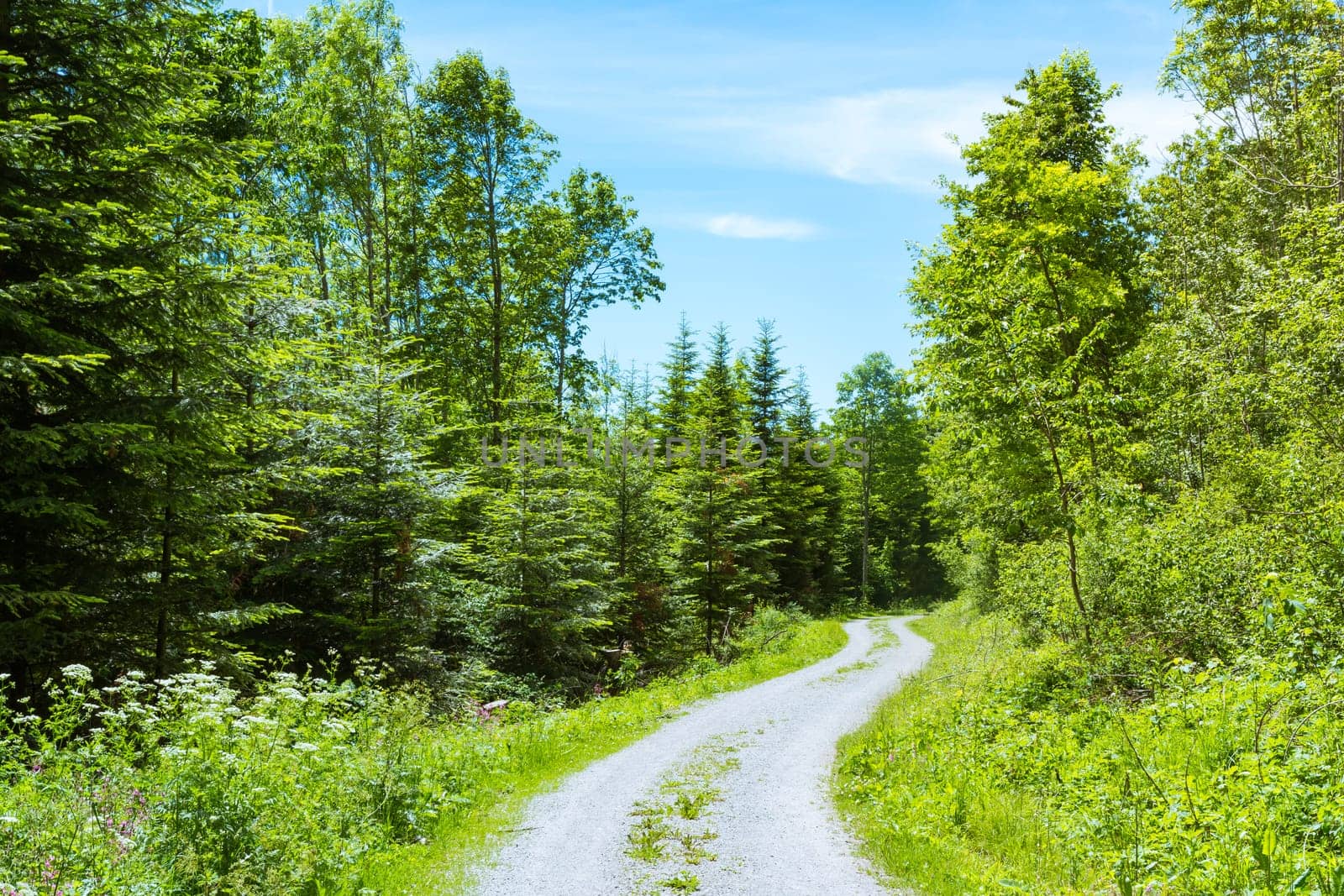 Path in Forest Daytime Footpath HIking Mountain Climbing Park Stroll Dirt Sunlight Summer Daytime
