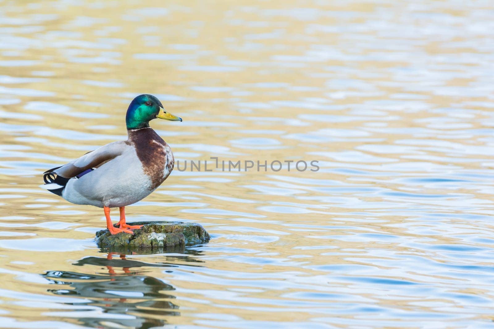 Bird Outdoors Wildlife Closeup Detail Animals Duck Mallard