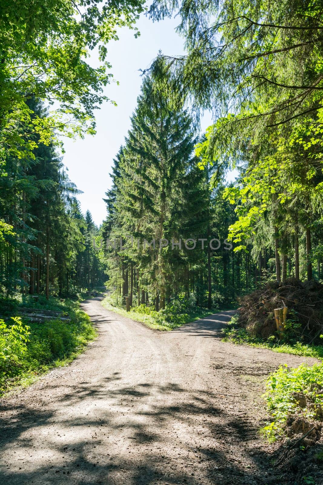 Path Fork Split in Dense Forest Trees Summer Foliage Dirt Footpath