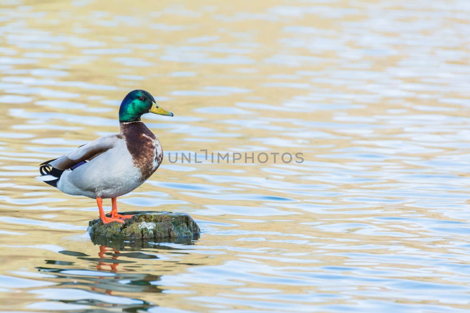 Bird Outdoors Wildlife Closeup Detail Animals Duck Mallard