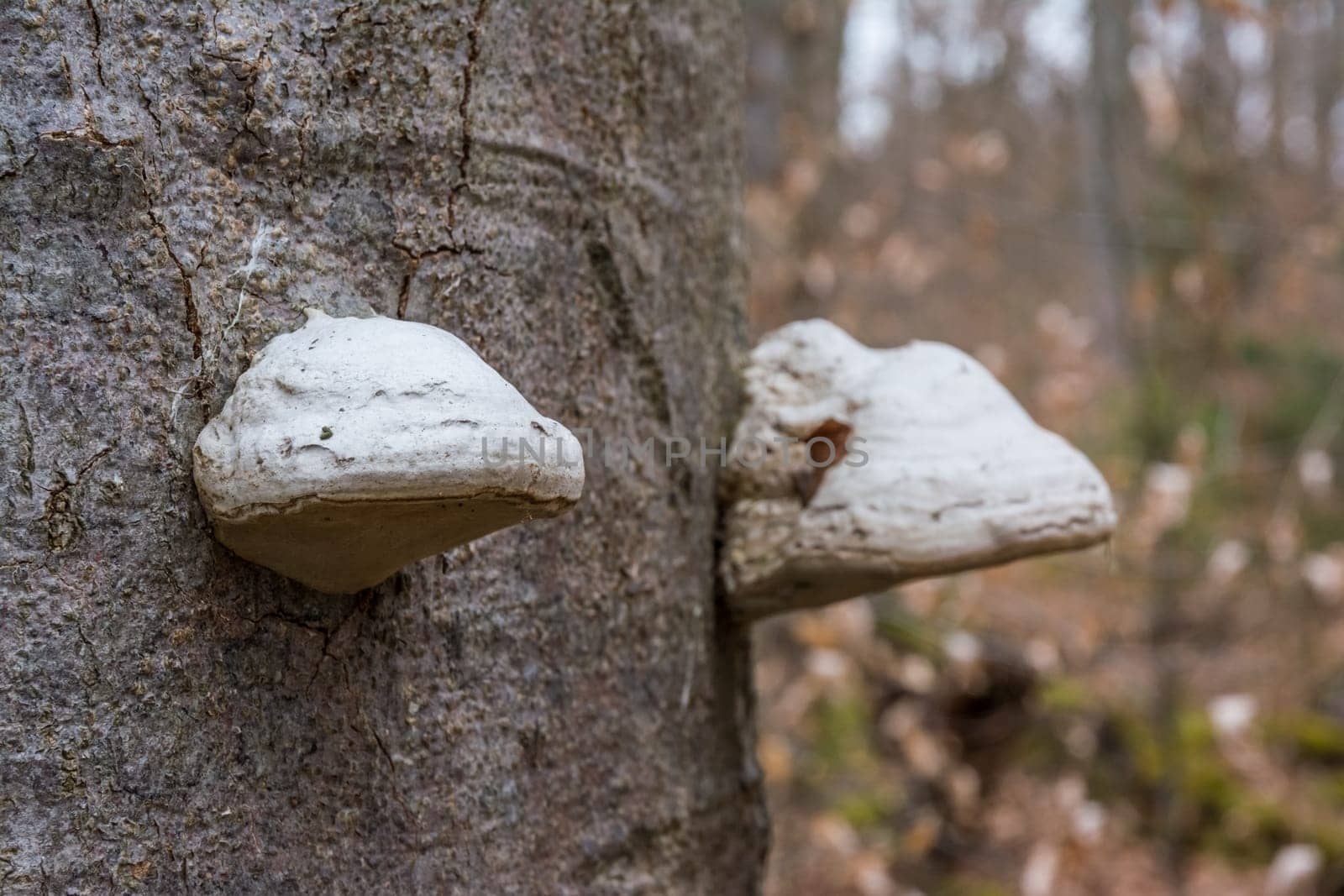 Tree Bark Trunk with Mushrooms Forest Closeup Biology Botany White Autumn