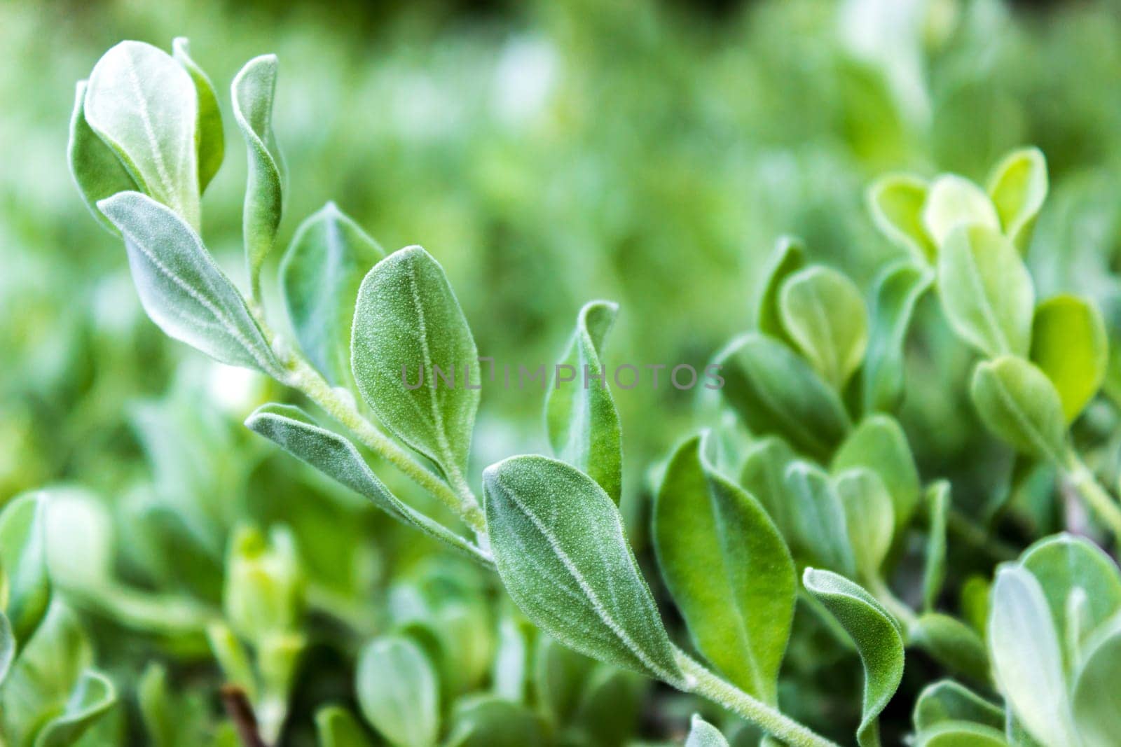 Bright Bush Leaves Fuzzy Closeup Nature Branch