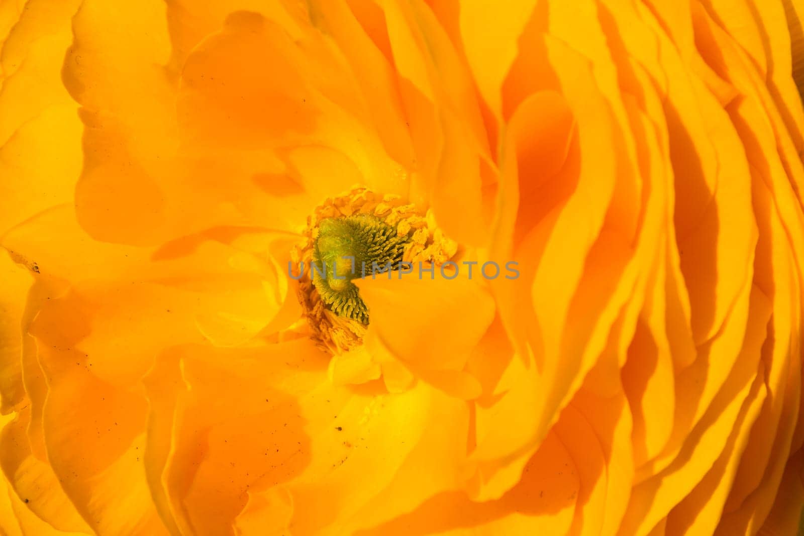 Bright Yellow Flower Inside Center Macro Petals Closeup Texture