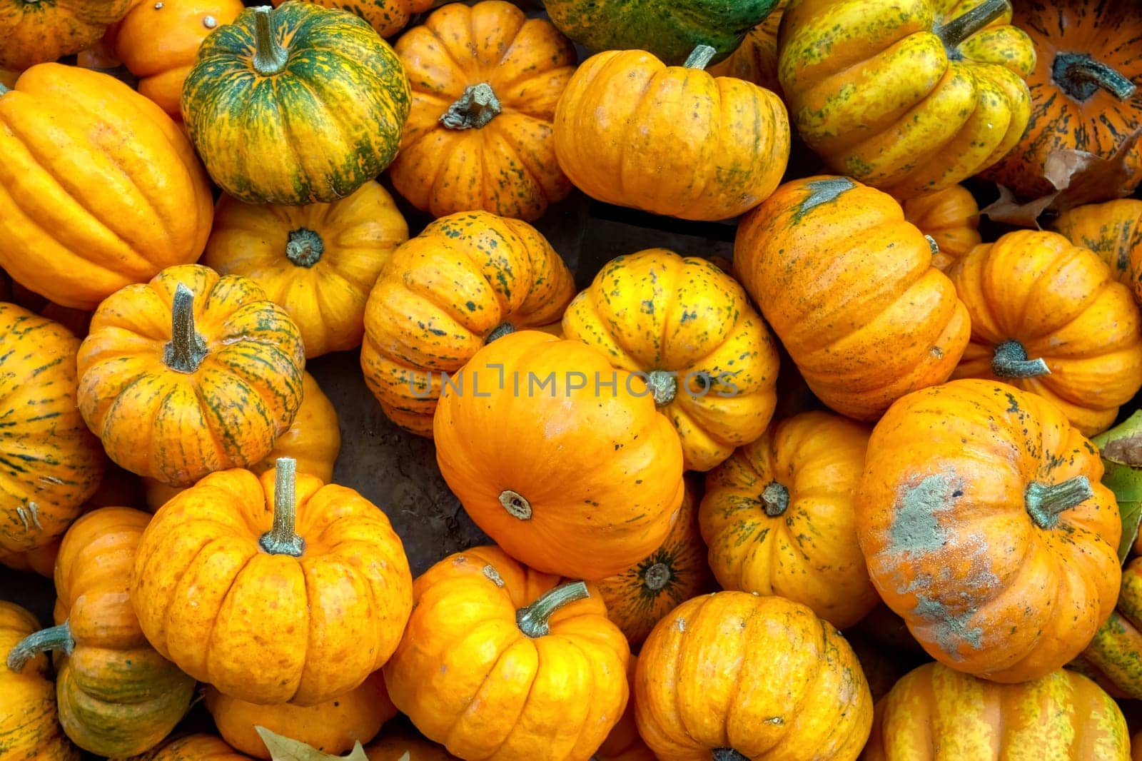 Yellow Shade Pumpkins Group Crate Small Multiple Shaped Sale Fall Autumn Season