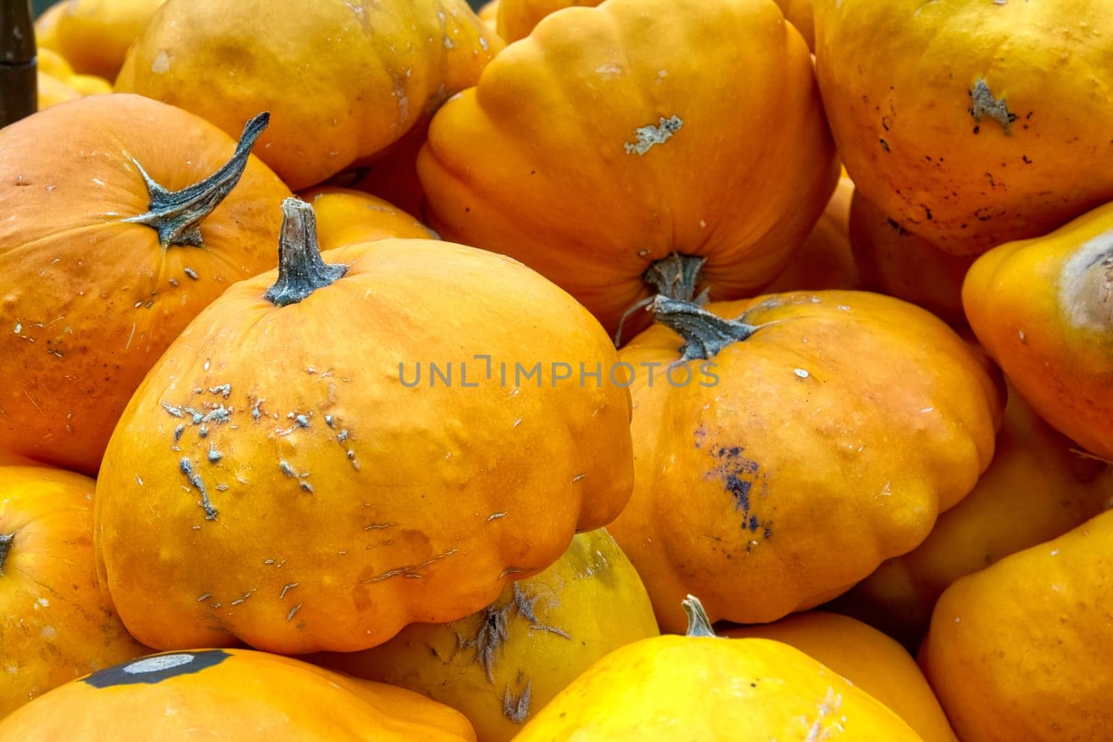 Yellow Shade Pumpkins Group Crate Small Multiple Shaped Sale Fall Autumn Season