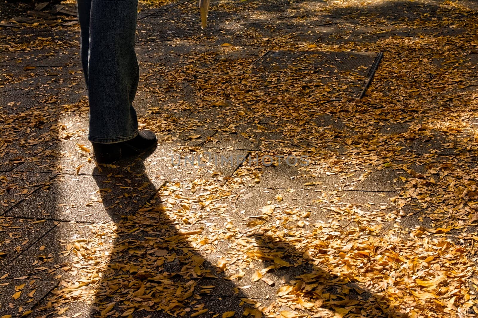 Yellow Autumn Fall Leaves Piled on Street SIdewalk Urban Environment Season Beautiful Color