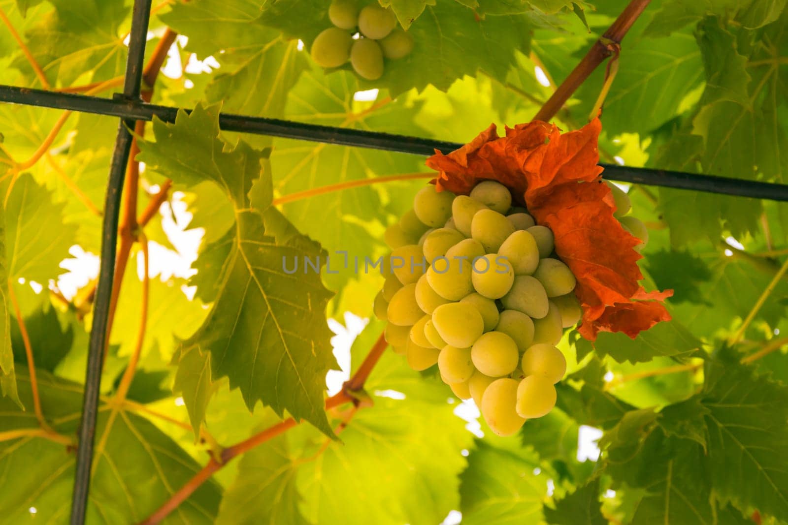 White Wine Green Grapes Growing Hanging on Vine in Household Garten Sunny Day