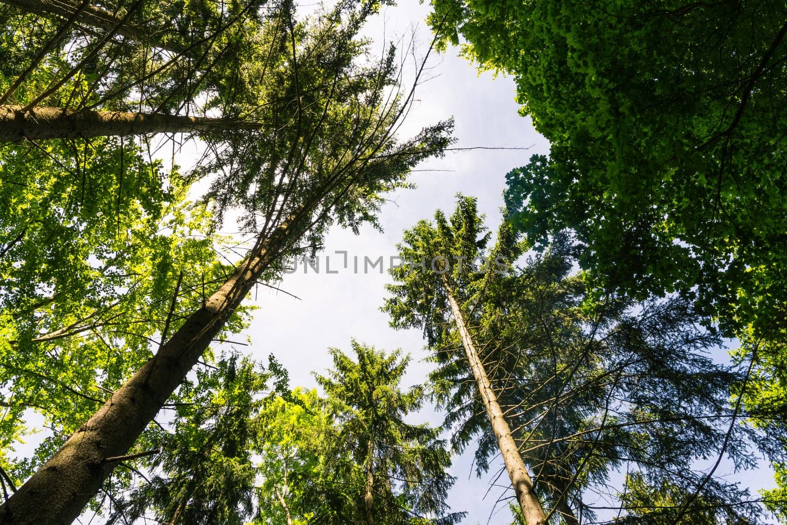 Wood Tree Trunks Dense Sky Daytime Warm Green Inside Forest Green Summer
