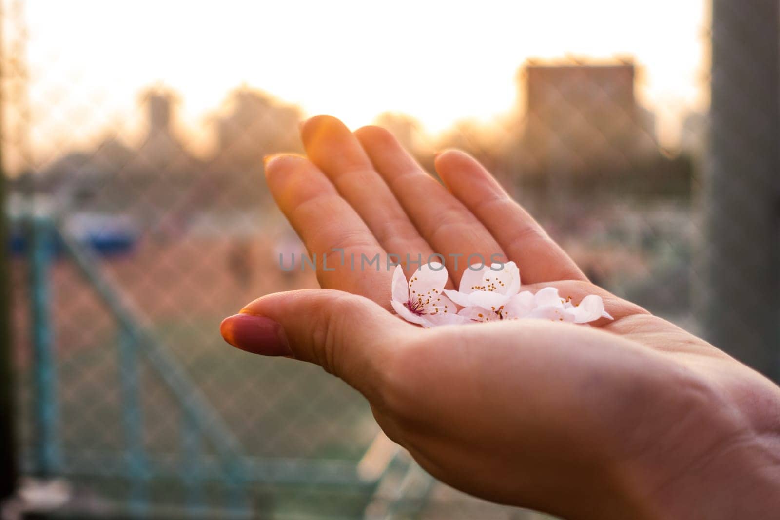 Cherry Blossoms  in the Palm of a young girl's hand in Xi'an, China, March 2018