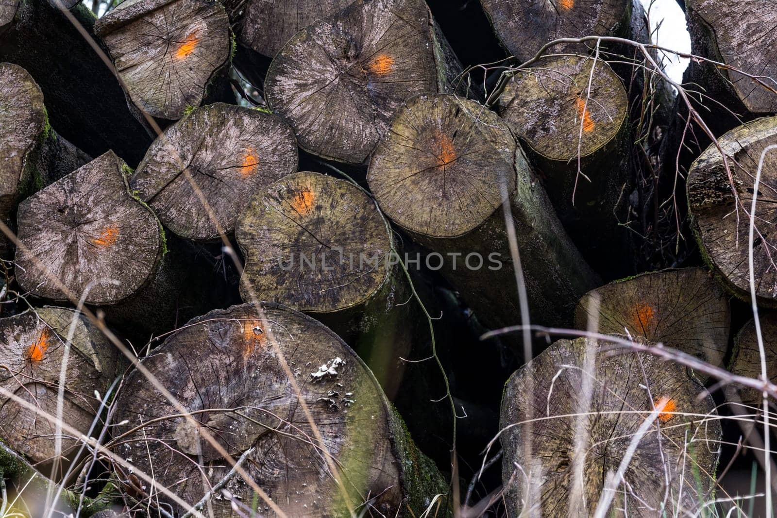 Chopped Logs Marked Industry Transportation Forest Deforestation Texture