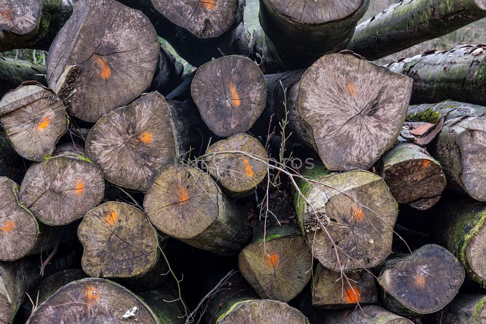 Chopped Logs Marked Industry Transportation Forest Deforestation Texture