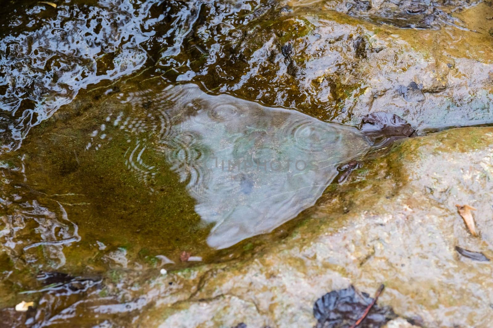 Water on Stone Small Puddle River Wet Cold Ripples Textures Relaxing Outdoors Forest