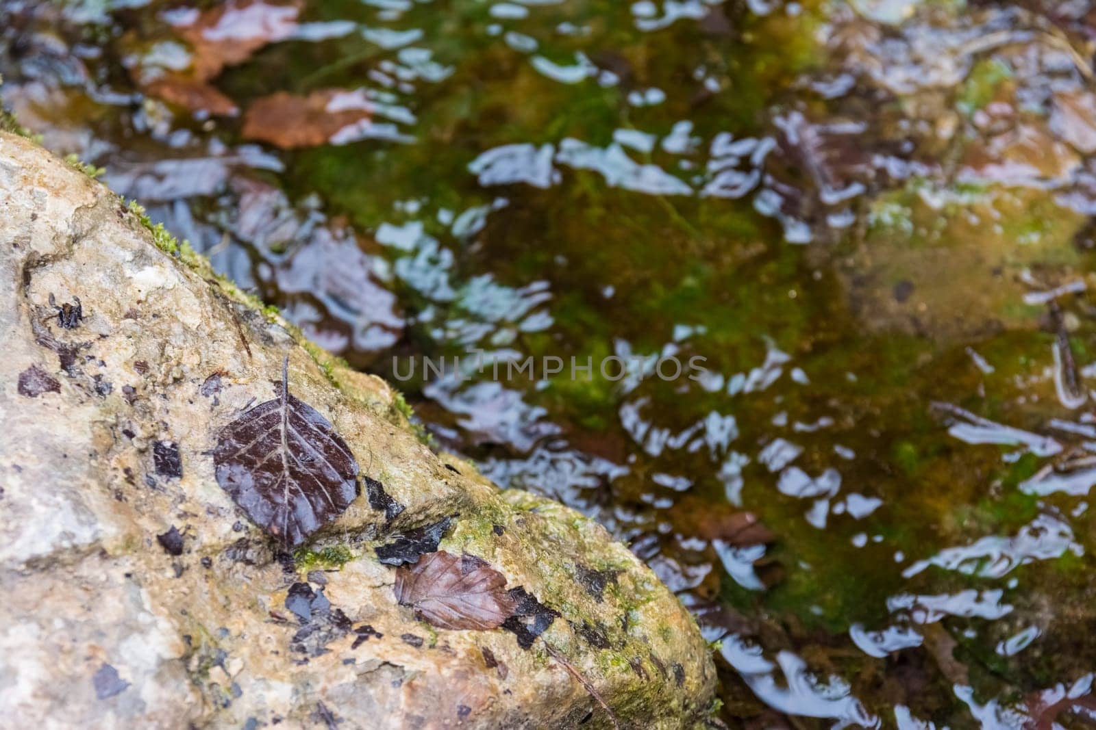 Water on Stone Small Puddle River Wet Cold Ripples Textures Relaxing Outdoors Forest