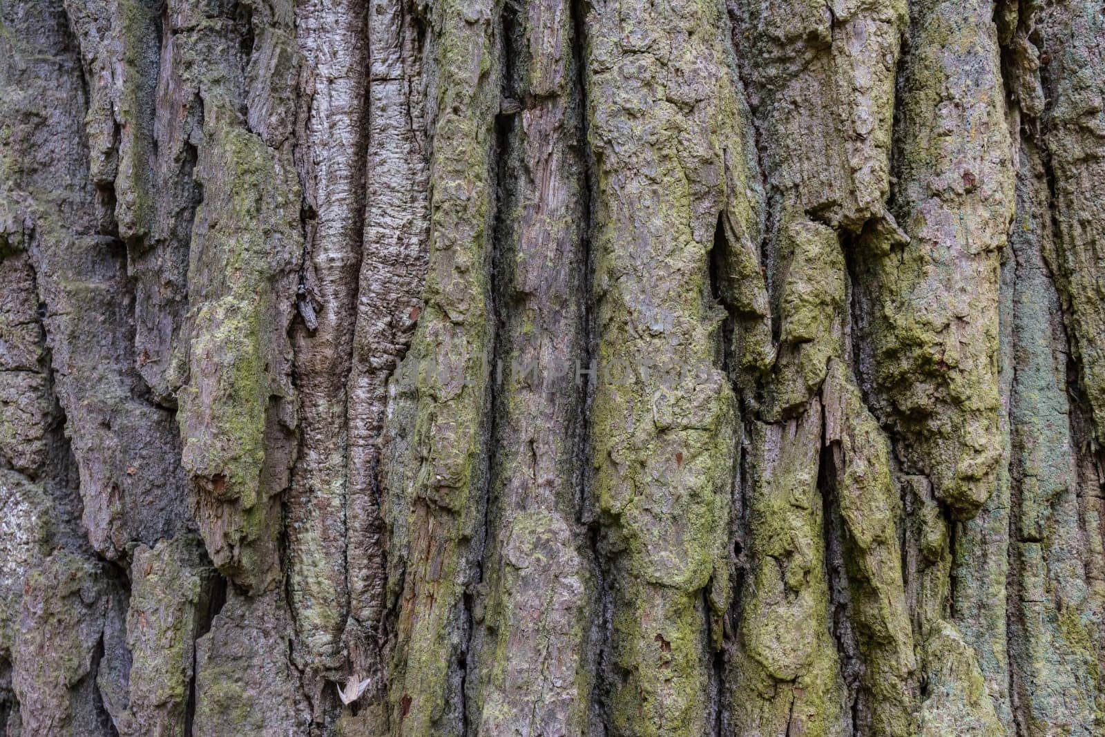 Tree Rough Bark Texture Brown Closeup