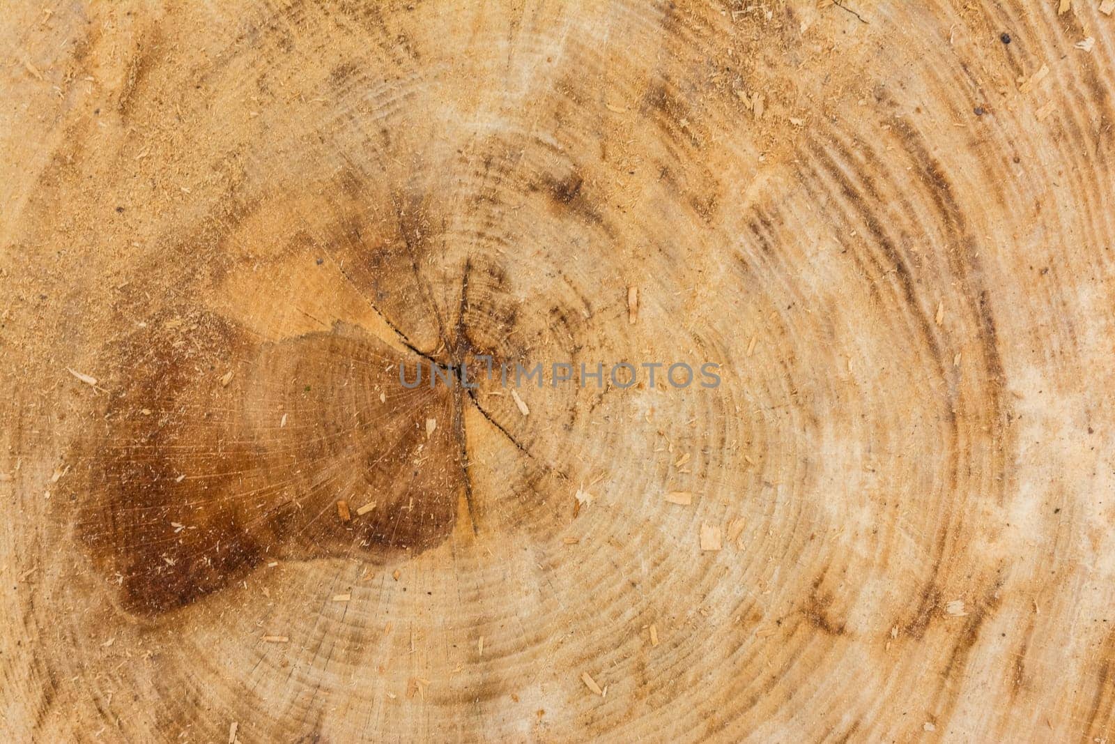 Tree Stump Texture Cut Sawdust Construction Rings