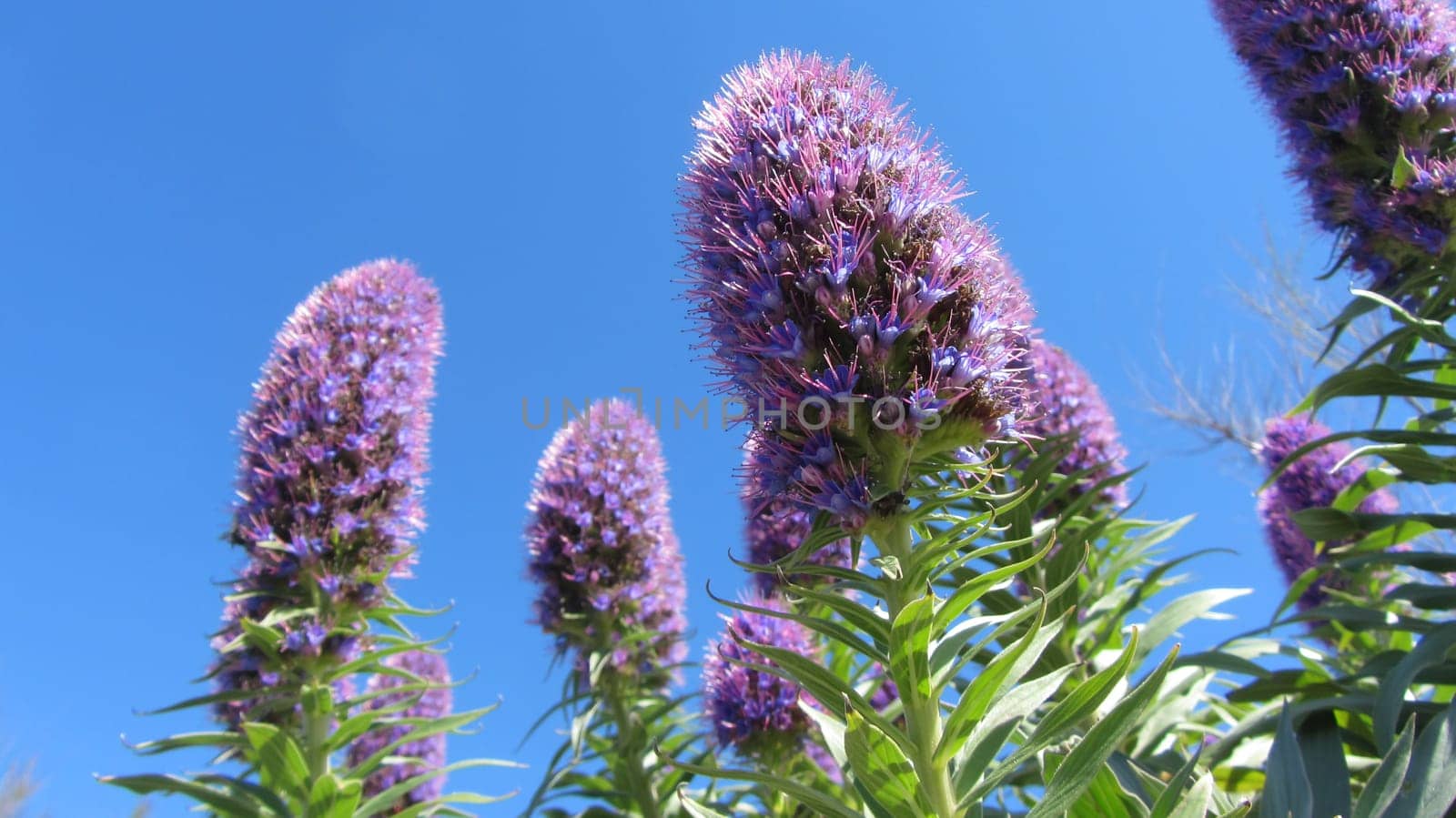 Tall Purple Flowers from Below on Blue Sky