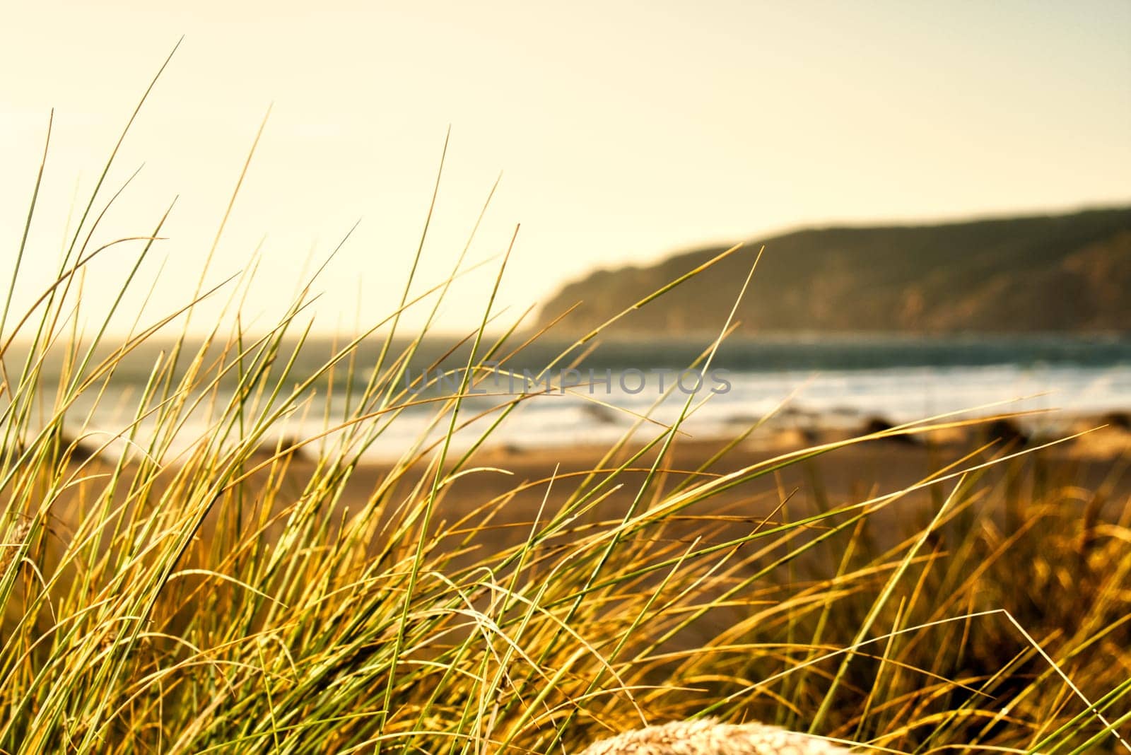 Tall Grass on Beach Sunset Outdoors Ocean Landscape Calm Warm Image
