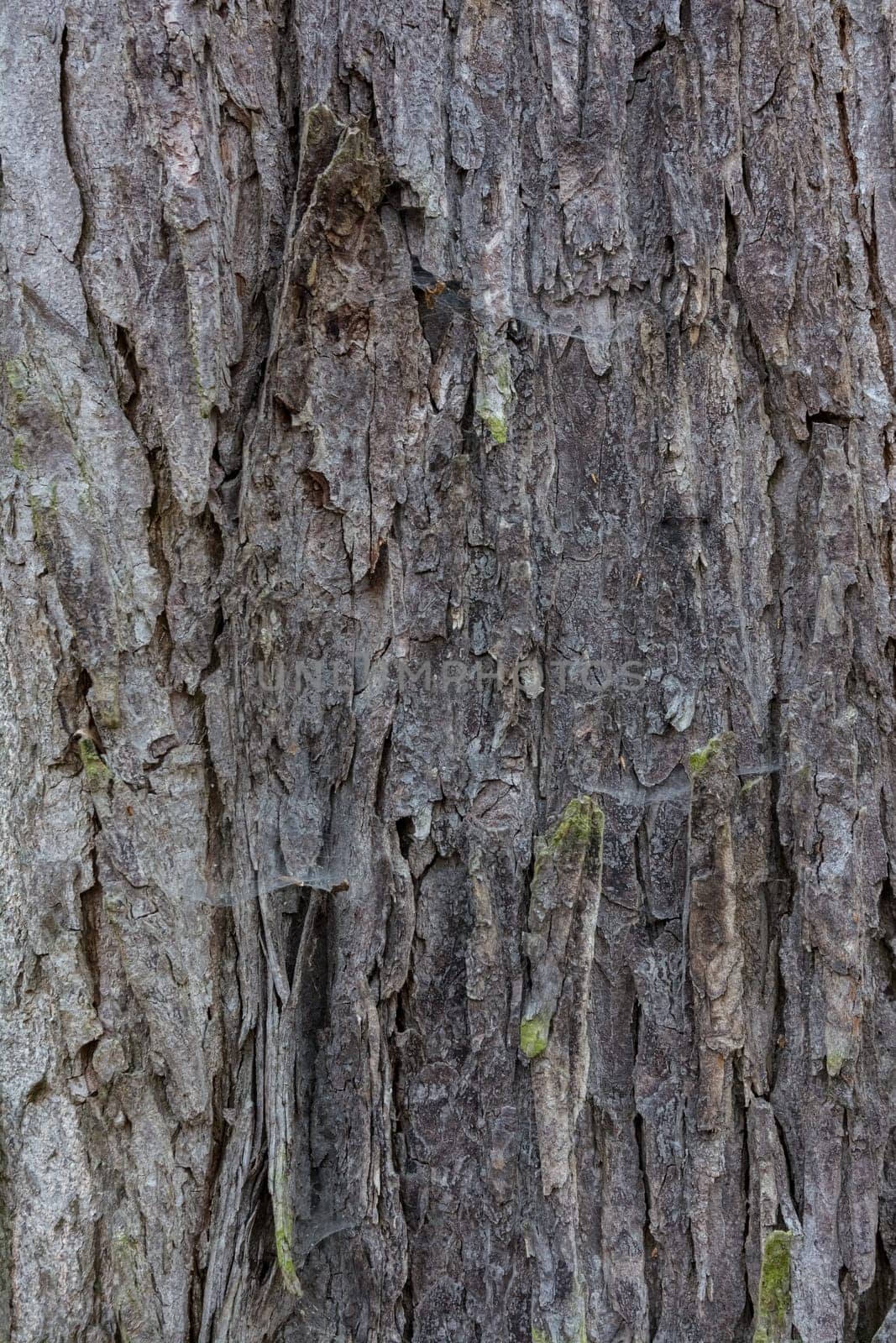 Tree Rough Bark Texture Brown Closeup