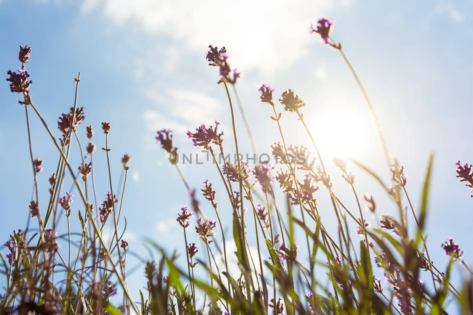 Sun Flare Through Purple Lavendar Plants Summer Season Blue Sky Background