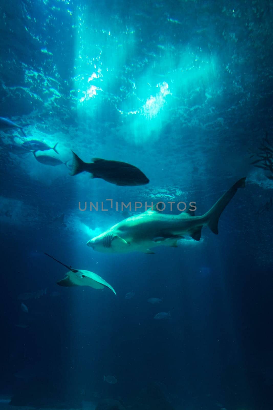 Underwater Aquarium View Fishes Shark Sun Rays Through Water Wildlife