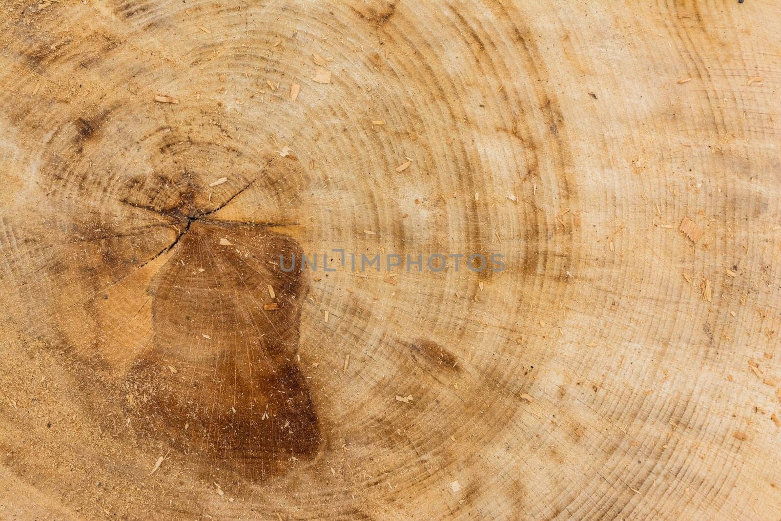 Tree Stump Texture Cut Sawdust Construction Rings