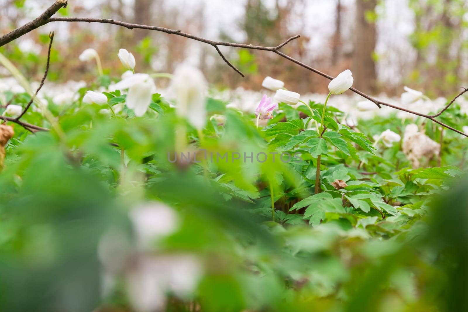 Small White Ground Covering Flowers Green Leaves Dense Macro Depth of Field Forest