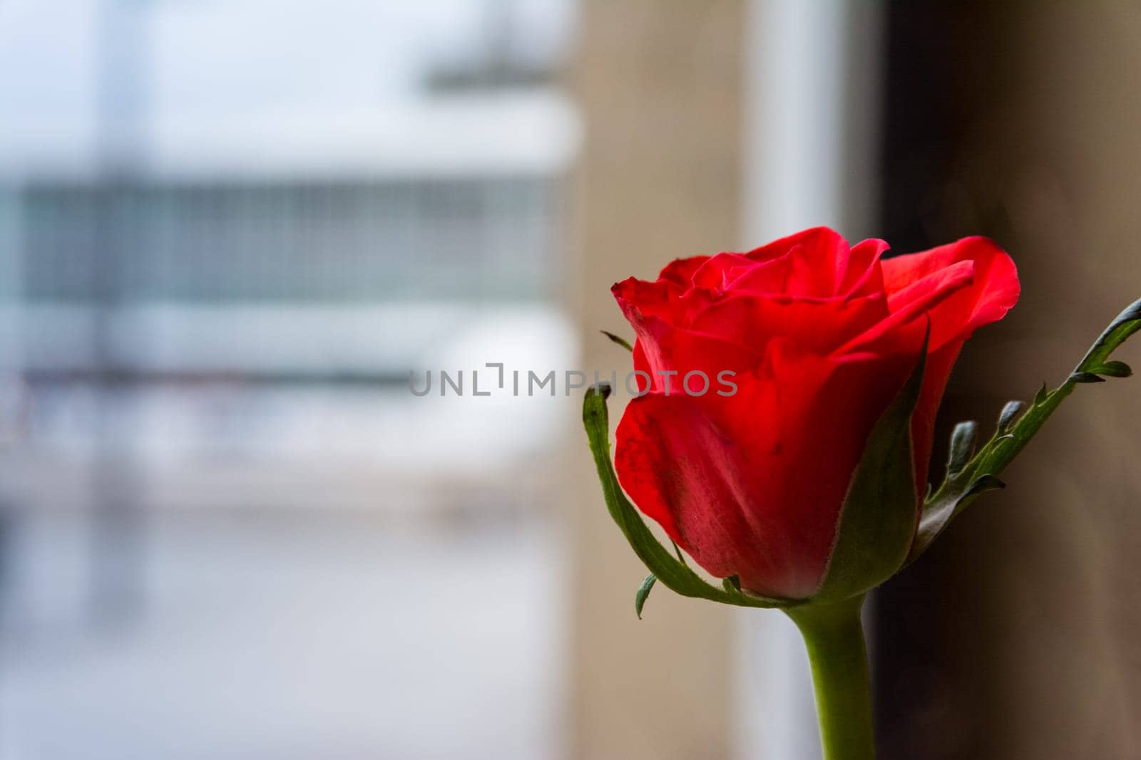 Single Small Rose Closeup Bud Petals Leaves Green Stem Standing Cafe Vase Indoors