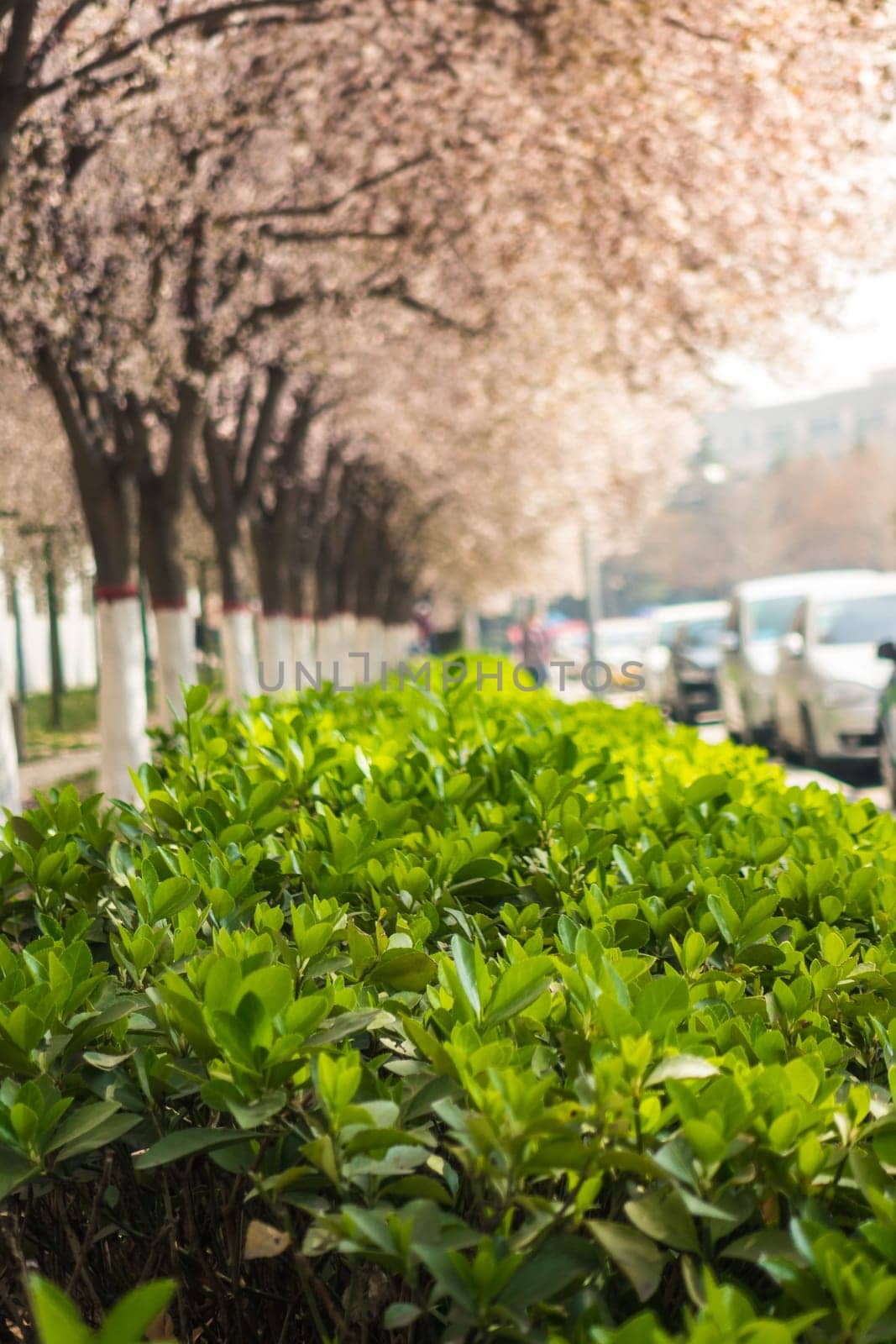 The  Oriental Cherry in a Chinese University Campus in Xi'an,China , March 2018