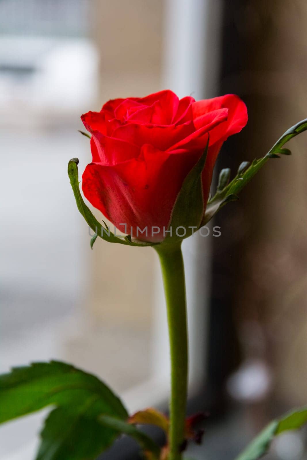 Single Small Rose Closeup Bud Petals Leaves Green Stem Standing Cafe Vase Indoors