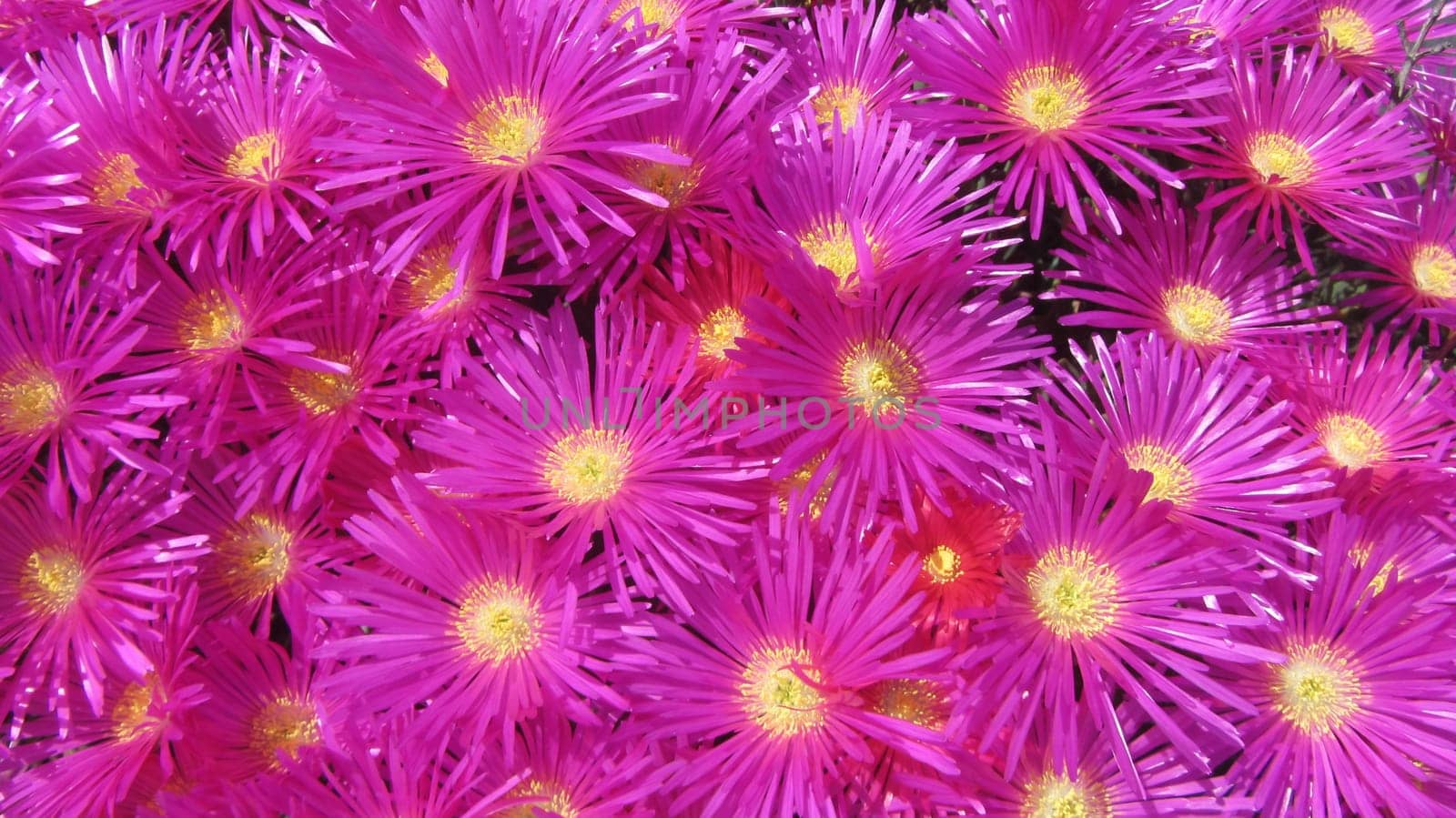 Purple Pink Flower Closeup Yellow Inside Gardening Plant