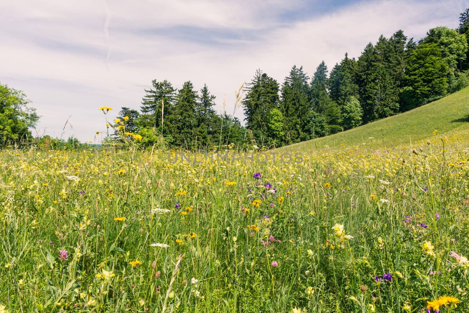 Forest Field Grassy Summer Day Green Flowers MountainBeautiful Nature