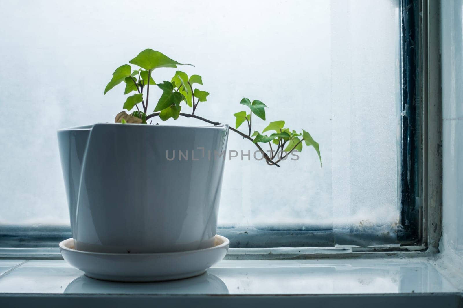 Small Potted Plant on the Window
