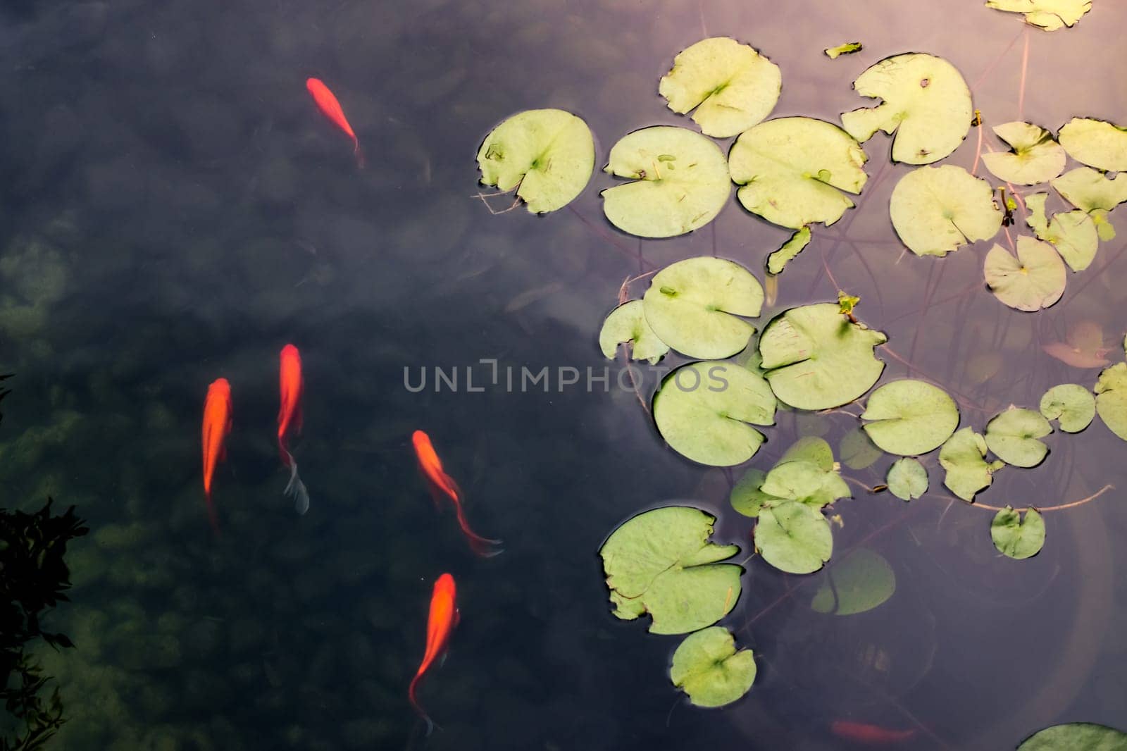 Lotus Leaves and Small Fishes Swimming