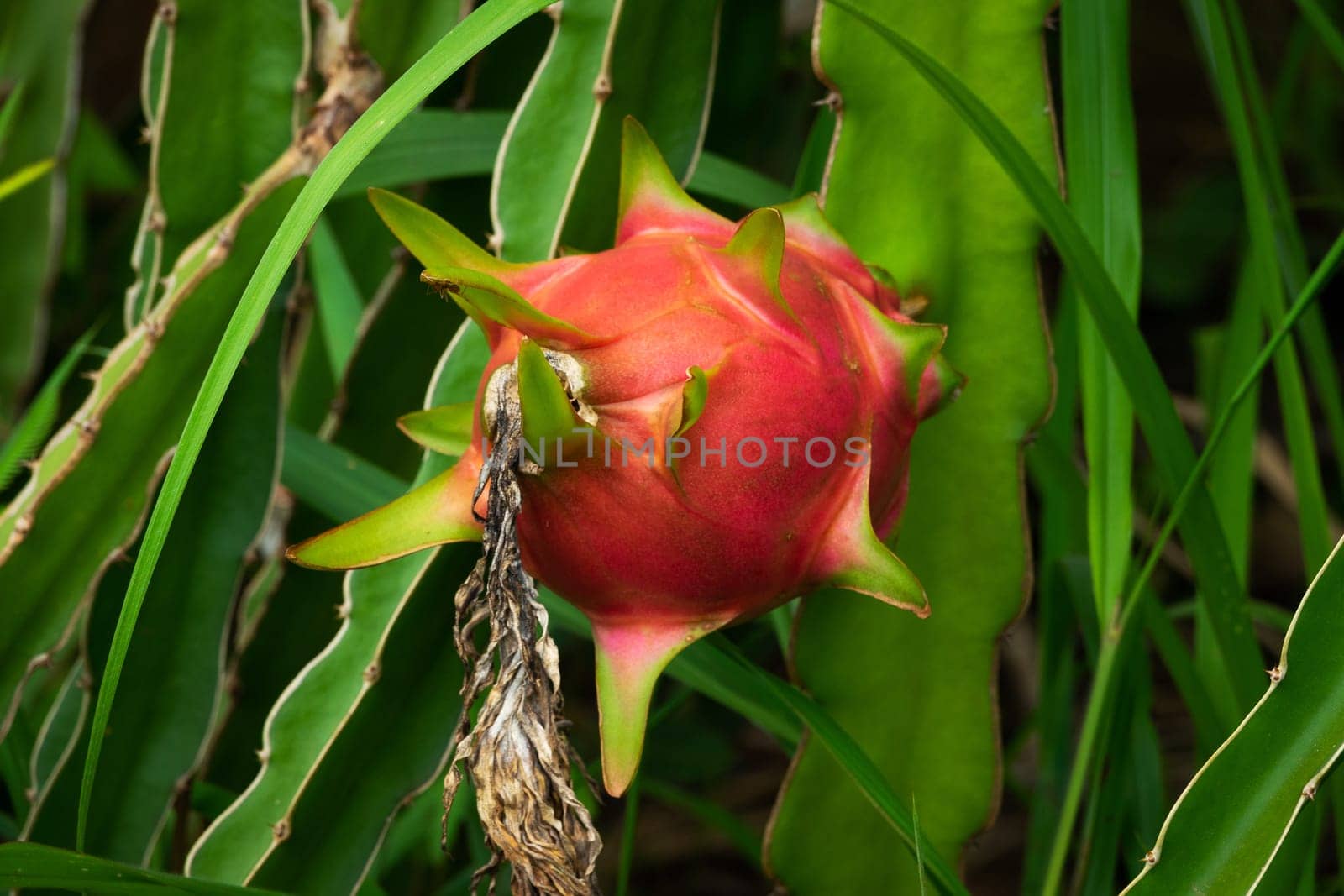 Dragon Fruit, close up of pitaya on cactus plant