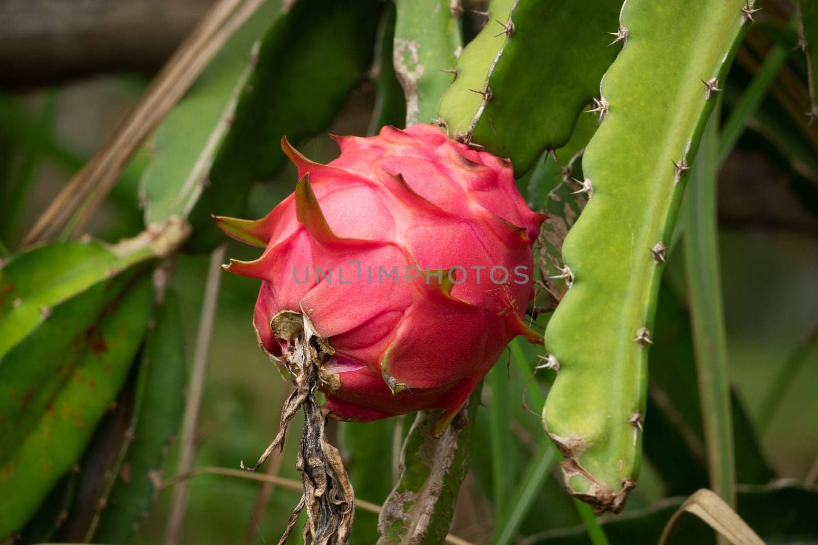 Dragon Fruit, close up of pitaya on cactus plant